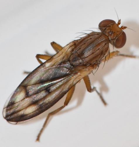 Opomyza germinationis